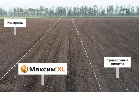 Краснодарский край. Отсутствие ретардантного эффекта на варианте МАКСИМ XL Краснодарский край. Отсутствие ретардантного эффекта на варианте МАКСИМ XL