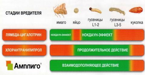 Схема действия АМПЛИГО на разных стадиях развития чешуекрылых вредителей схема действия АМПЛИГО