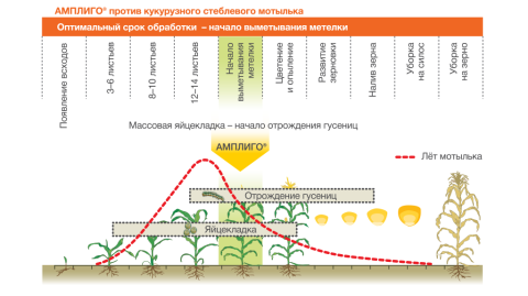 АМПЛИГО против кукурузного стеблевого мотылька схема действия АМПЛИГО®