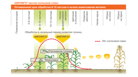 АМПЛИГО против хлопковой совки действие АМПЛИГО® против совки
