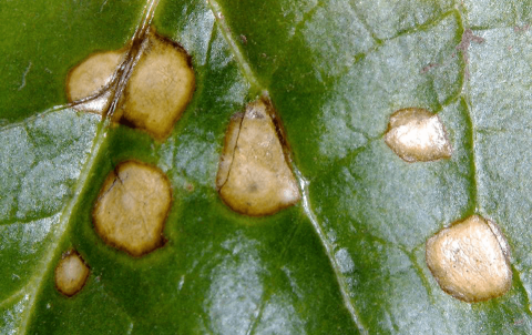 Рис.3 Симптомы рамуляриоза на листе сахарной свеклы Рис.3 Симптомы рамуляриоза на листе сахарной свеклы