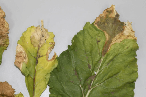 Рис.4. Симптомы фомоза на листьях сахарной свеклы. Рис.4. Симптомы фомоза на листьях сахарной свеклы.