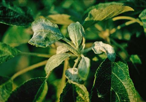 Мучнистая роса на листе яблони Мучнистая роса яблони