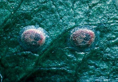 Яйцекладка яблонной плодожорки Яблонная плодожорка