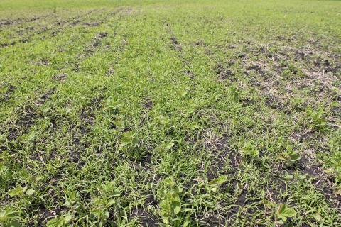 ГАРДО® ГОЛД — защита сои в ранний период ГАРДО® ГОЛД — защита сои в ранний период