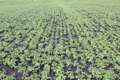 ГАРДО® ГОЛД — защита сои в ранний период ГАРДО® ГОЛД — защита сои в ранний период