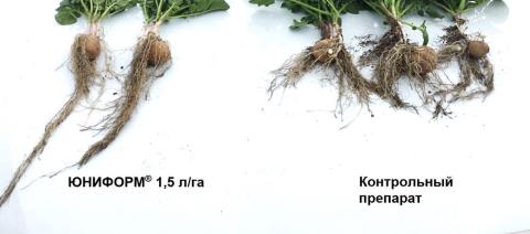 Развитие корневой системы при использовании ЮНИФОРМ® и контрольного препарата Развитие корневой системы при использовании ЮНИФОРМ® и контрольного препарата