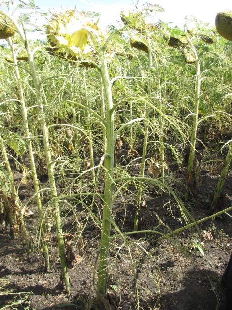 хлопковая совка на подсолнухе