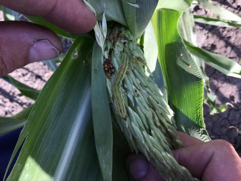 хлопковая совка на стеблях кукурузы