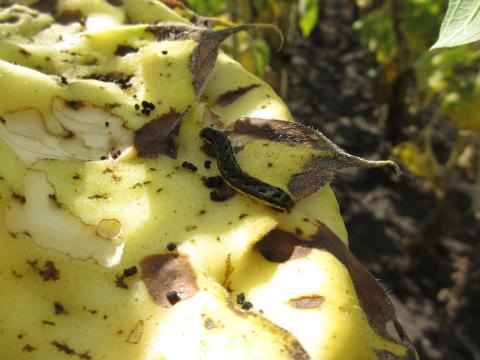 хлопковая совка на корзинке подсолнечника