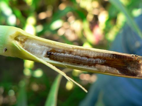 гусеница стеблевого мотылька на кукурузе