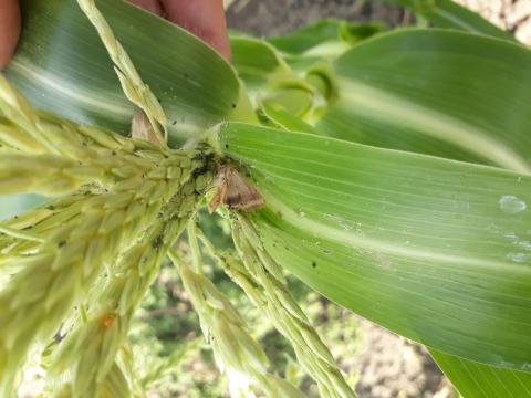 гибель хлопковой совки после обработки АМПЛИГО