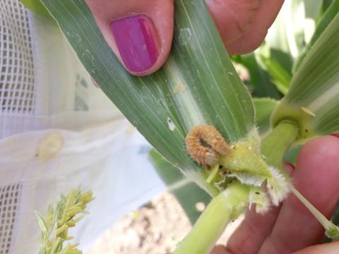 гибель гусеницы хлопковой совки после повторной обработки АМПЛИГО