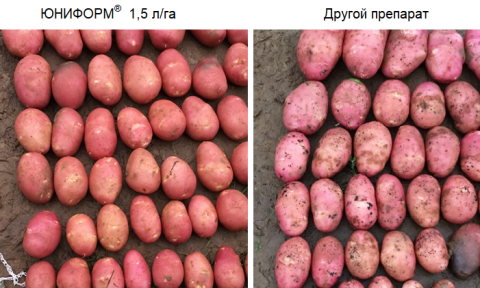 Товарный вид гарантирует более высокую стоимость продукции Товарный вид гарантирует более высокую стоимость продукции