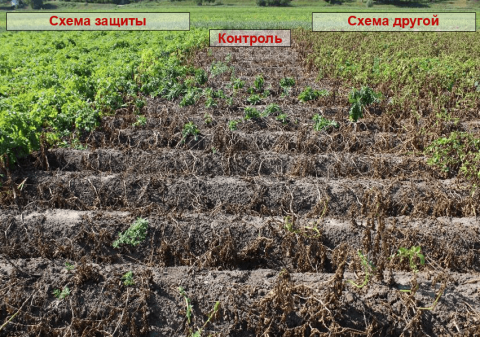Сравнение схем защиты на поле Сравнение схем защиты на поле