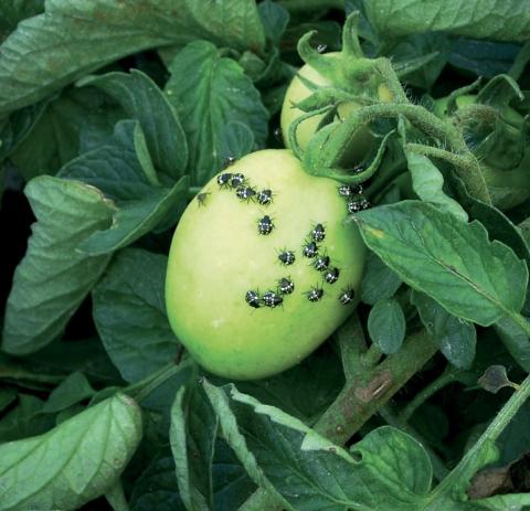 Хлопково-огородный клоп Хлопково-огородный клоп