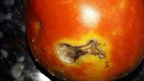 Томатная моль Томатная моль