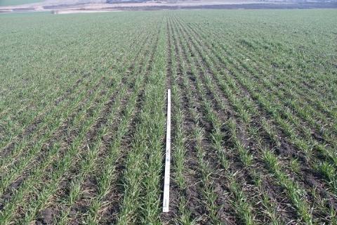 Слева применен СЕЛЕСТ® МАКС, справа – баковая смесь Слева применен СЕЛЕСТ® МАКС, справа – баковая смесь