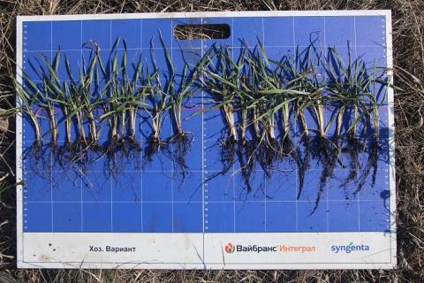 Слева – вариант хозяйства, справа - ВАЙБРАНС® ИНТЕГРАЛ Слева – вариант хозяйства, справа - ВАЙБРАНС® ИНТЕГРАЛ