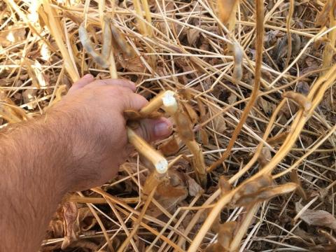 Эффективность десикации РЕГЛОН® ФОРТЕ 1,8 л/га, норма расхода рабочей жидкости 200 л/га. Воронежская область Эффективность десикации РЕГЛОН® Форте 1,8 л/га, норма расхода рабочей жидкости 200 л/га. Воронежская область