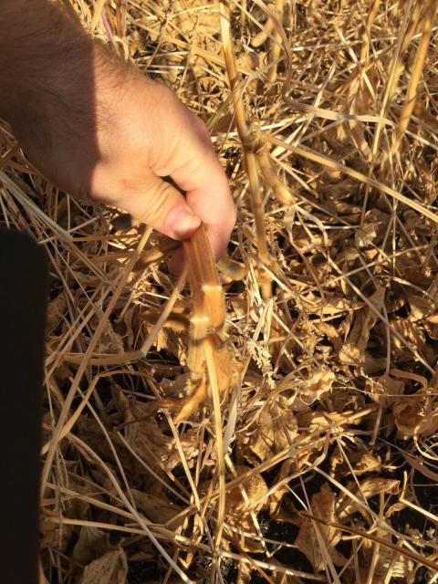 Эффективность десикации РЕГЛОН® ФОРТЕ 1,8 л/га, норма расхода рабочей жидкости 150 л/га. Воронежская область Эффективность десикации РЕГЛОН® Форте 1,8 л/га, норма расхода рабочей жидкости 150 л/га. Воронежская область