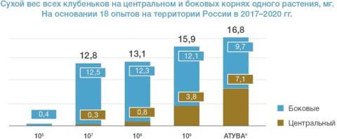 Количество клубеньков на центральных и боковых корнях растения Количество клубеньков на центральных и боковых корнях растения