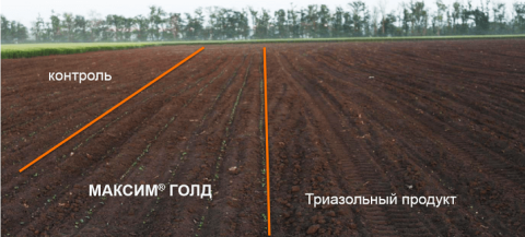 Краснодарский край. Отсутствие ретардантного эффекта в варианте с МАКСИМ® ГОЛД Краснодарский край. Отсутствие ретардантного эффекта в варианте с МАКСИМ® ГОЛД