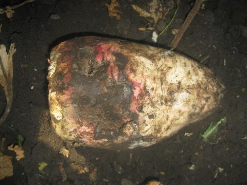 Фузариозная гниль свеклы Фузариозная гниль свеклы