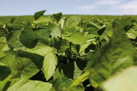 Спрос на сою будет расти Спрос на сою будет расти