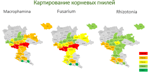 Картирование корневых гнилей Картирование корневых гнилей