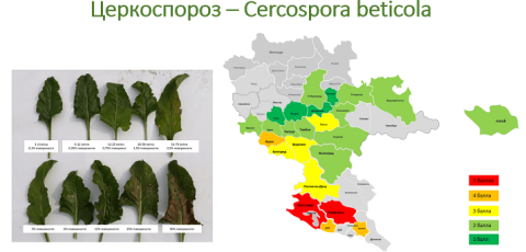 Церкоспороз – Cercospora beticola Церкоспороз – Cercospora beticola