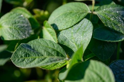 Решение «Сингенты» Решение «Сингенты»