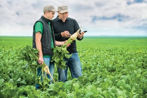 Гнили как объект исследования Гнили как объект исследования