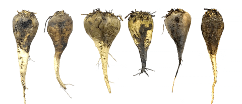 Корнеплоды из Краснодарского края (слева - выявлены Rhizoctonia spp и Macrophomina phaseolina, по центру – выявлен только Macrophomina phaseolina, справа – оба отсутствуют). Корнеплоды из Краснодарского края (слева - выявлены Rhizoctonia spp и Macrophomina phaseolina, по центру – выявлен только Macrophomina phaseolina, справа – оба отсутствуют).