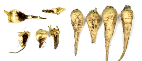 Корнеплоды из Липецкой и Тамбовской областей (слева -обнаружен Aphanomyces spp, справа – не обнаружен Aphanomyces spp., в обоих случаях Rhizoctonia spp не обнаружена.) Корнеплоды из Липецкой и Тамбовской областей (слева -обнаружен Aphanomyces spp, справа – не обнаружен Aphanomyces spp., в обоих случаях Rhizoctonia spp не обнаружена.)