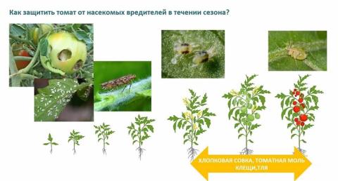 Вредители Вредители