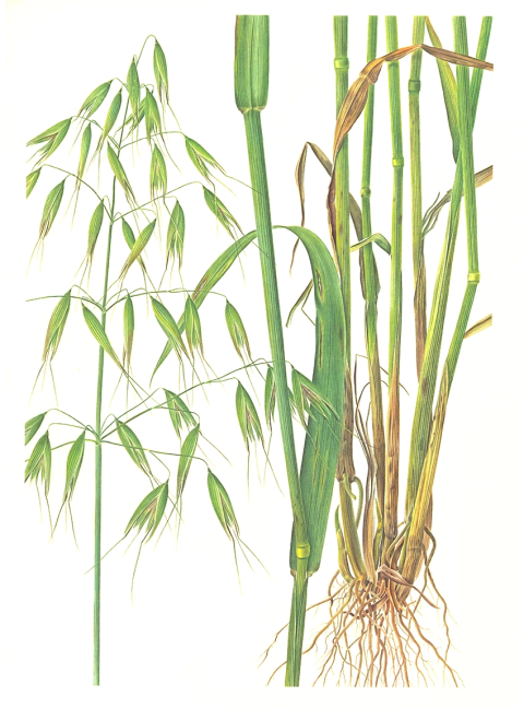 Овсюг Avena fatua Овсюг Avena fatua