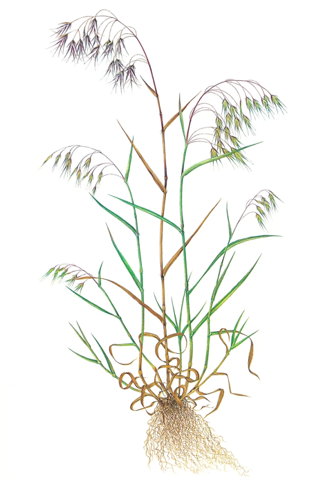 Костер стерильный Bromus sterilis L. Костер стерильный Bromus sterilis L.