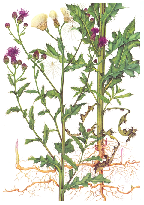 Бодяк полевой Cirsium arvense Бодяк полевой Cirsium arvense