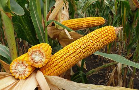 Гибрид СИ Кариока Гибрид СИ Кариока