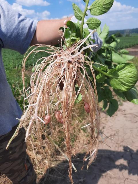 Корневая система после обработки при посадке ВАЙБРАНС® Топ в дозе 1,8 л/га. Московская обл., 2023 г. Корневая система после обработки при посадке ВАЙБРАНС® Топ в дозе 1,8 л/га. Московская обл., 2023 г.