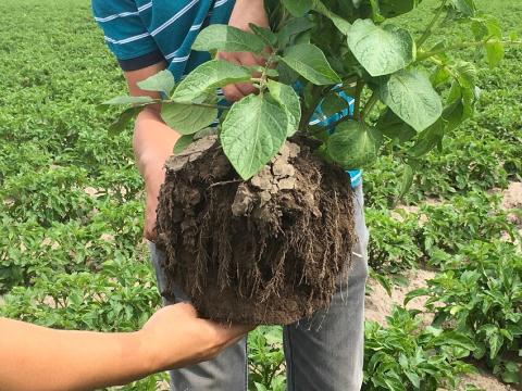 Хорошо развитая корневая система картофеля заполняет весь объем гребня Хорошо развитая корневая система картофеля заполняет весь объем гребня