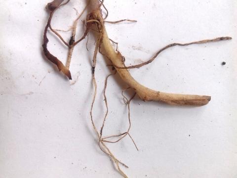 Питиум может практически полностью уничтожить корневую систему картофеля (фото Кузнецовой М.А., ФГБНУ ВНИИ фитопатологии) Питиум может практически полностью уничтожить корневую систему картофеля (фото Кузнецовой М.А., ФГБНУ ВНИИ фитопатологии)