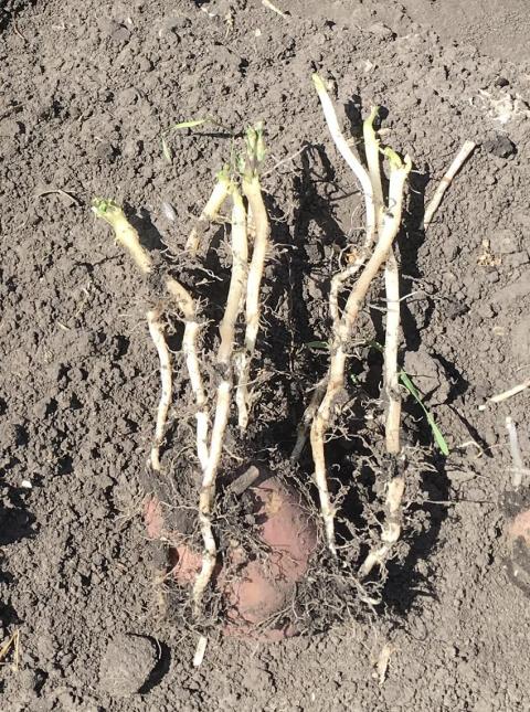 Корневая система картофеля состоит из комплекса «стеблей», каждый из которых формирует свои корни Корневая система картофеля состоит из комплекса «стеблей», каждый из которых формирует свои корни