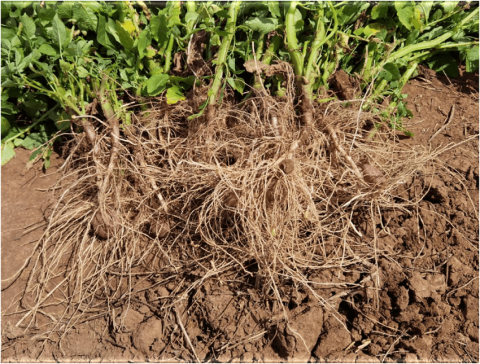 Корневая система растений картофеля, обработанных РАДИФАРМ при посадке. Волгоградская обл., июль 2023 г. Корневая система растений картофеля, обработанных РАДИФАРМ при посадке. Волгоградская обл., июль 2023 г.