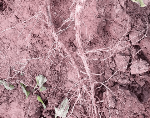Поражение антракнозом вызывает засыхание корневой системы Поражение антракнозом вызывает засыхание корневой системы