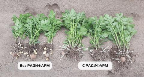Растения картофеля без обработки (слева) и обработанные 1%-ным рабочим раствором РАДИФАРМ при посадке. Московская обл., 2023 г. Растения картофеля без обработки (слева) и обработанные 1%-ным рабочим раствором РАДИФАРМ при посадке. Московская обл., 2023 г.