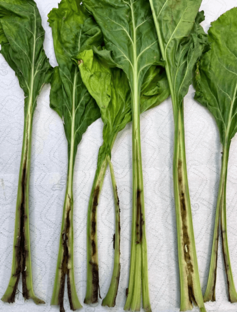 Повреждение свекловичным долгоносиком-стеблеедом (Lixus subtilis) Повреждение свекловичным долгоносиком-стеблеедом (Lixus subtilis)