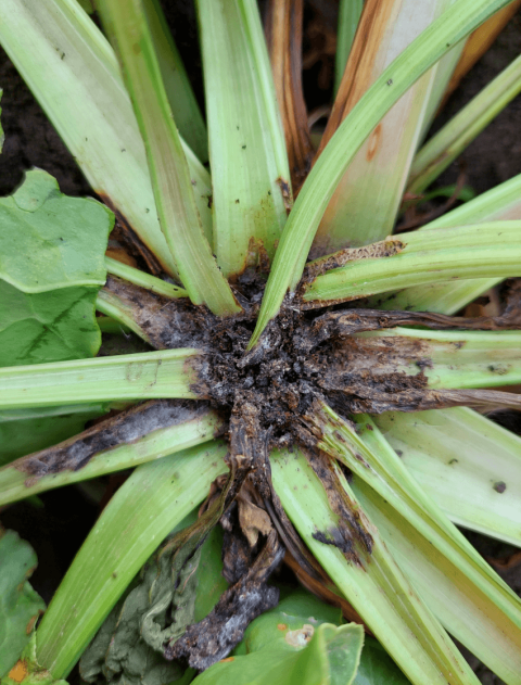 Повреждение свекловичной минирующей молью (Scrobipalpa ocellatella Boyd.) Повреждение свекловичной минирующей молью (Scrobipalpa ocellatella Boyd.)