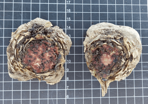 Сверху контроль, внизу дельтаметрин+тиаклоприд (0,5 л/га) Сверху контроль, внизу дельтаметрин+тиаклоприд (0,5 л/га)